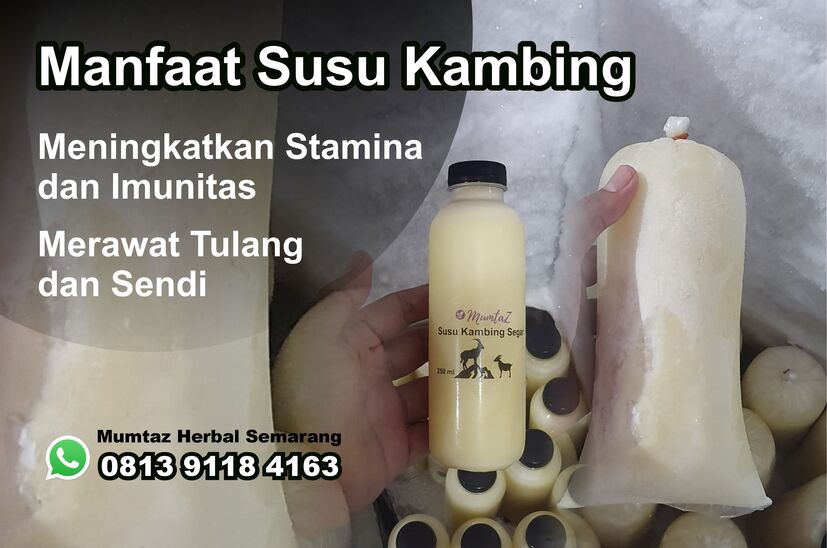 jual susu kambing tembalang