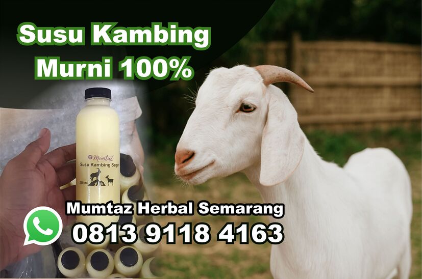 susu kambing murni wonosobo
